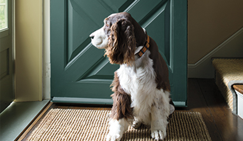 An all green-painted country style entryway with rustic hardwood floors and windowed screen door.